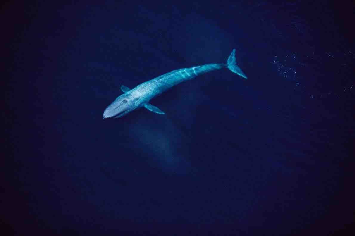 クジラ巨大化の定説くつがえす 史上最長26メートルのクジラ化石が発見される 動物愛好net