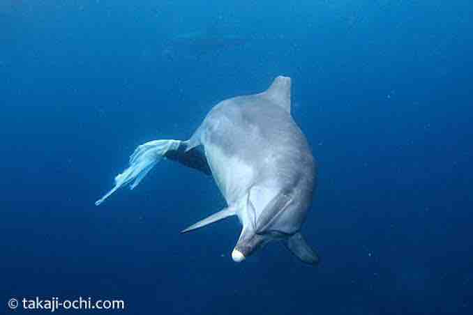 イルカやクジラなどの死体50頭すべてからプラスチック 英国研究グループ 動物愛好net イルカやクジラなどの死体50頭すべてからプラスチック 英国研究グループ 動物愛好net