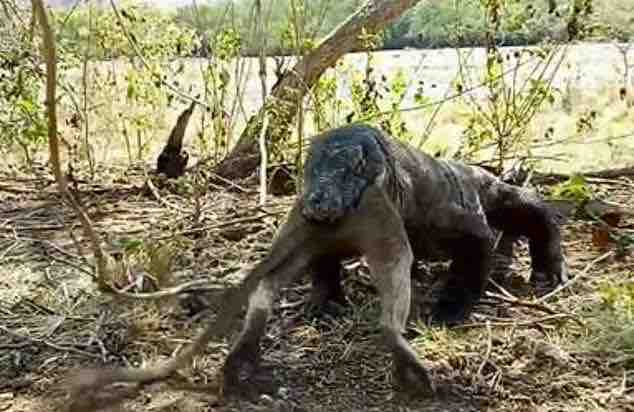 インドネシア コモドドラゴンが大きな猿を丸飲みにする恐ろしい瞬間の注意動画がとらえられた 動物愛好net