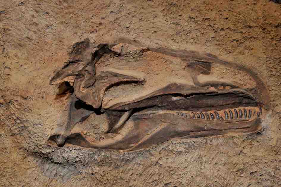 1 5億年前の恐竜アロサウルスが共食い 初の証拠か 動物愛好net