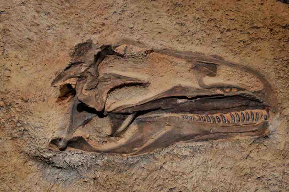 1 5億年前の恐竜アロサウルスが共食い 初の証拠か 動物愛好net 1 5億年前の恐竜アロサウルスが共食い 初の証拠か 動物愛好net
