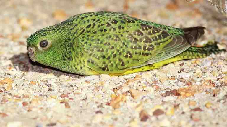 絶滅危惧の夜行性インコ 暗視能力はいまひとつ 動物愛好net