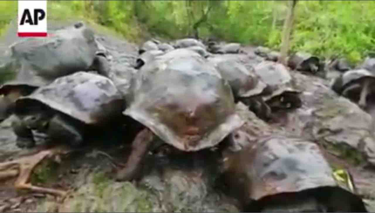 ロンサム ジョージ の子孫か 南米ガラパゴス諸島で発見 動物愛好net ロンサム ジョージ の子孫か 南米ガラパゴス諸島で発見 動物愛好net