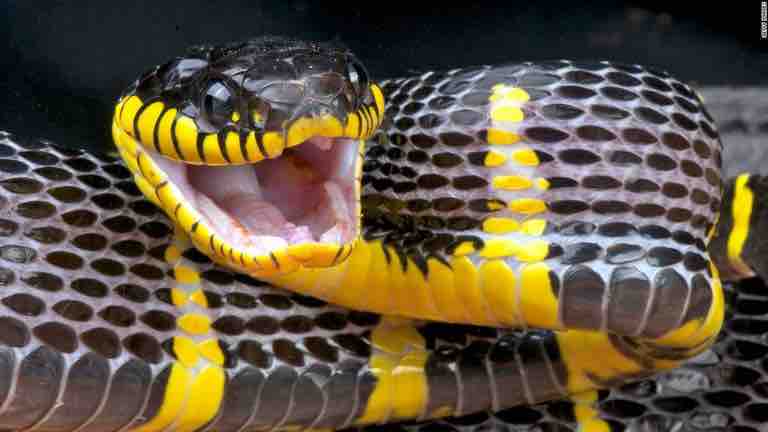 ホタルの幼虫を食べて毒を得る蛇 京大など突き止める 動物愛好net