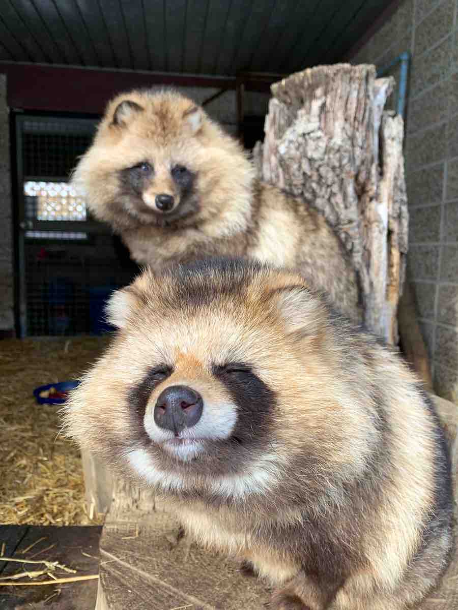 北海道 エゾタヌキ ツイッターで人気 おびひろ動物園 表情 仕草に いいね 12万件 動物愛好net 北海道 エゾタヌキ ツイッターで人気 おびひろ動物園 表情 仕草に いいね 12万件 動物愛好net