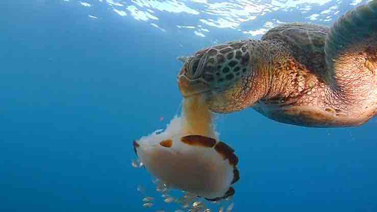 ウミガメがプラスチックゴミを食べてしまうのは「おいしそうな匂いがする」から
