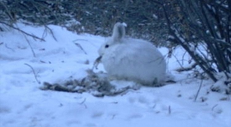 ウサギは草食 のウソ 実は肉もよく食べる 動物愛好net