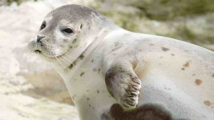 世界で最も希少な地中海アザラシ かつての監獄島で生き残る 動物愛好net