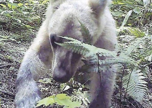 全身白いヒグマ 撮影に成功 アルビノではなく遺伝による作用か 動物愛好net