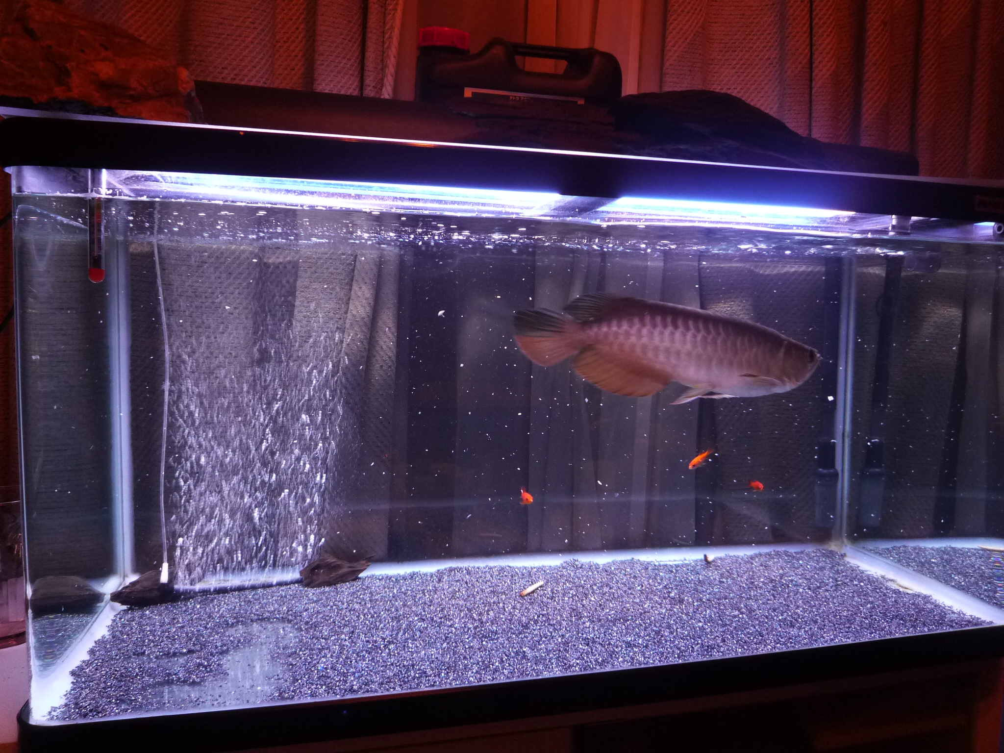 アロワナ 購入25日目 アジアアロワナ飼育ブログ アクアリウム