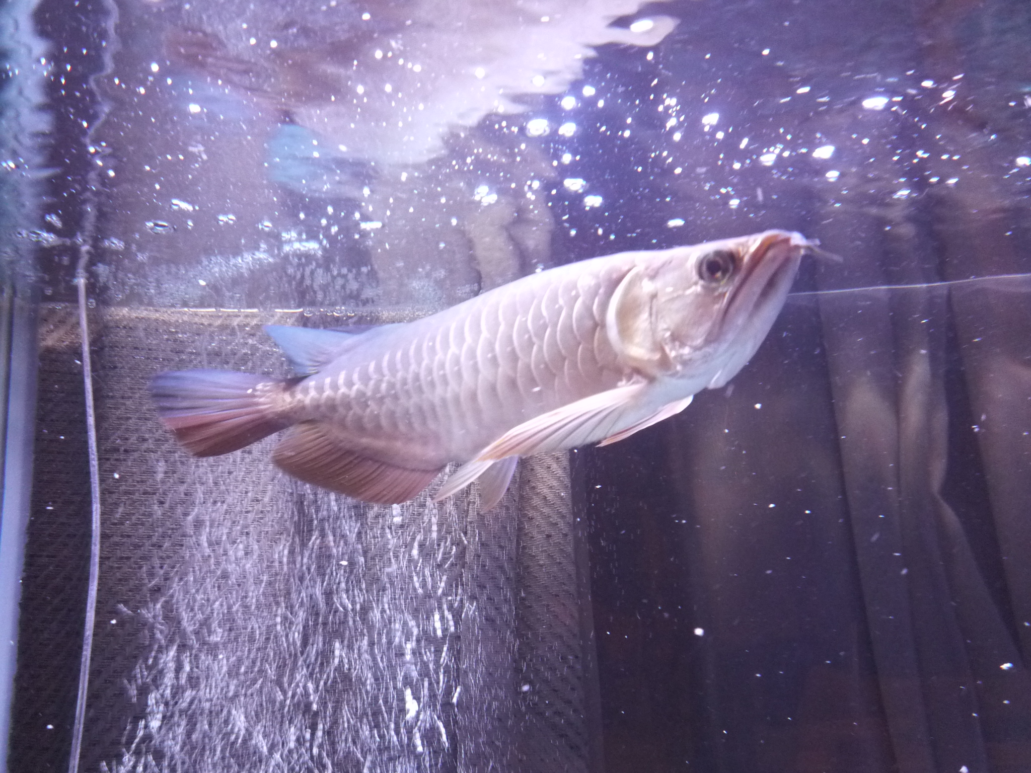 アジアアロワナ飼育ブログ アクアリウム ブログ アロワナ飼育