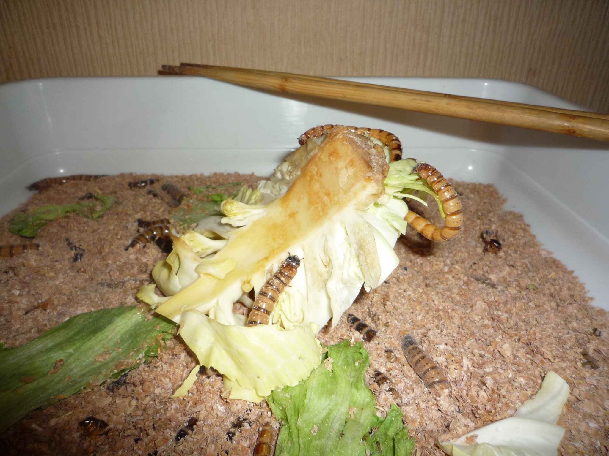 アジアアロワナ飼育ブログ アクアリウム