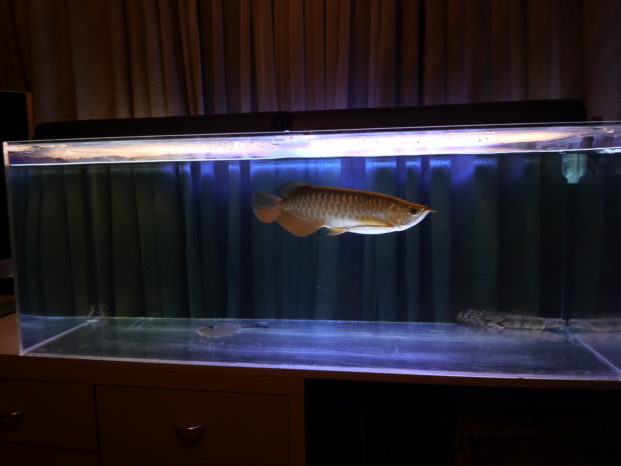 09 11 18 今日の紅尾っち レッドテールゴールデン アジアアロワナ飼育ブログ アクアリウム