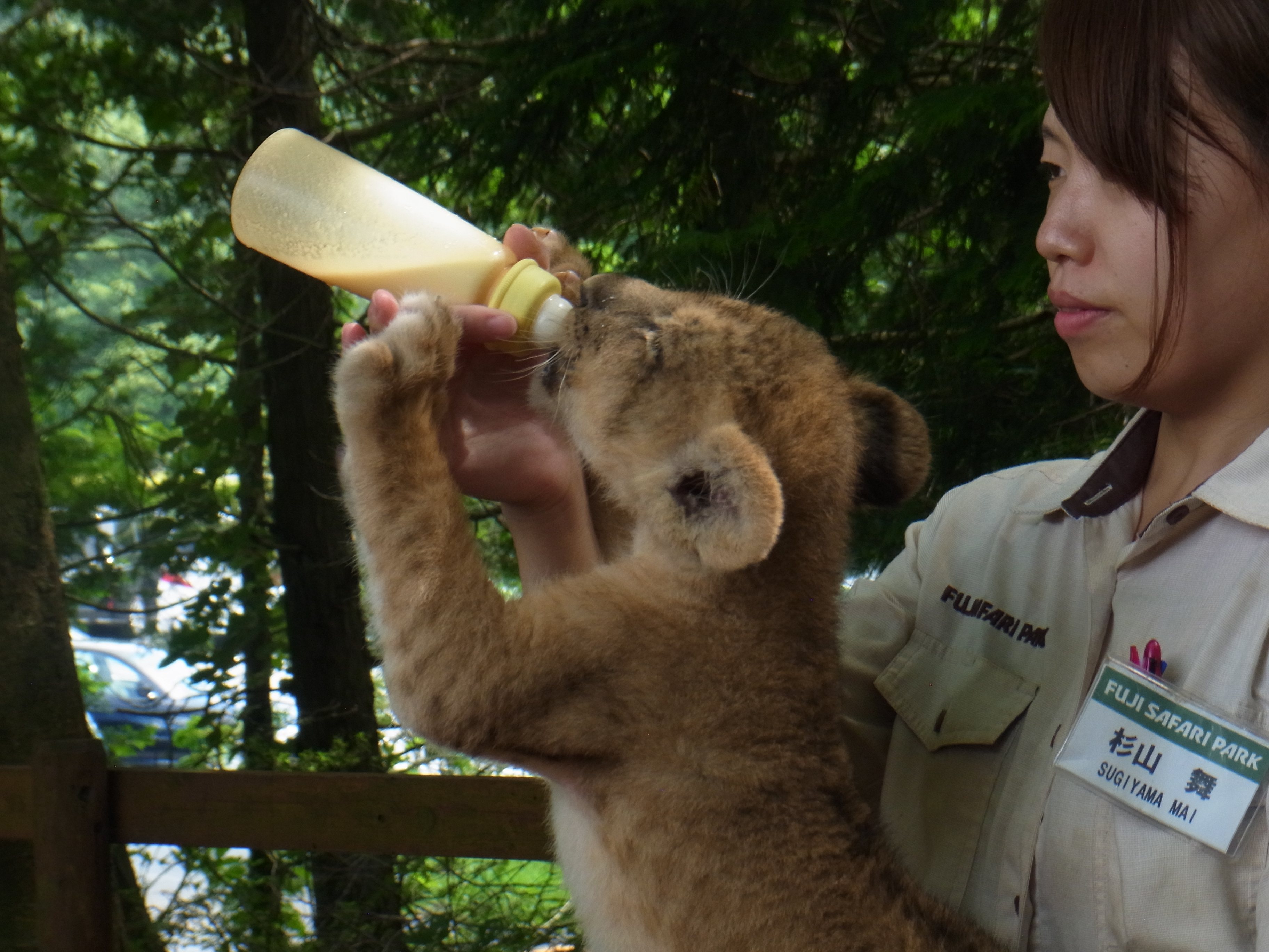 中部地方の動物 魚に触れ合えるスポットベスト３ 穴場スポットベスト１０ タビソダチ 365日子連れで世界をぶらり