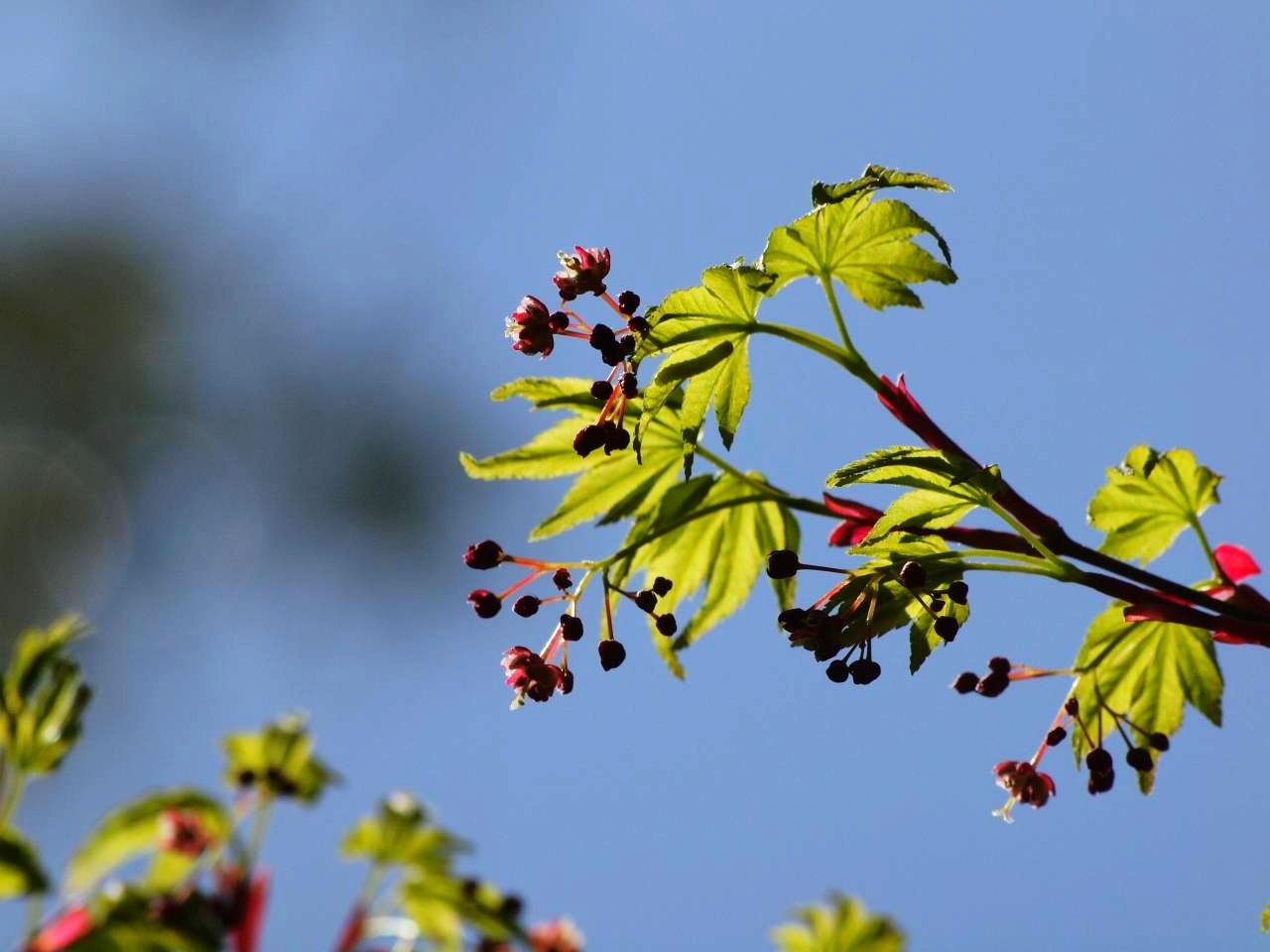 カエデの花 Shinの徘徊blog