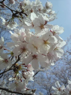 2010040310250000