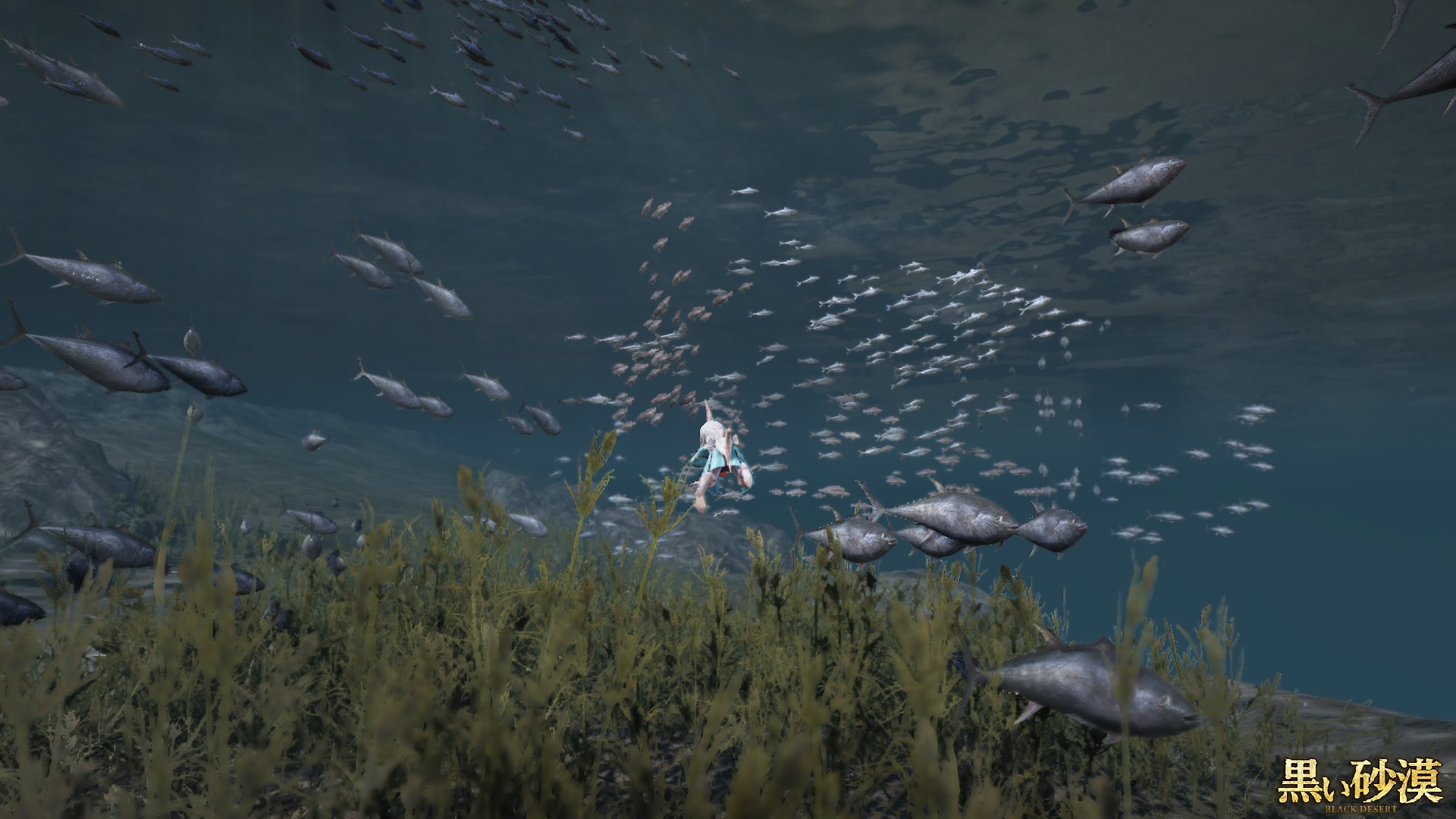 潜水採集作業のススメ 今夜も木こらnight