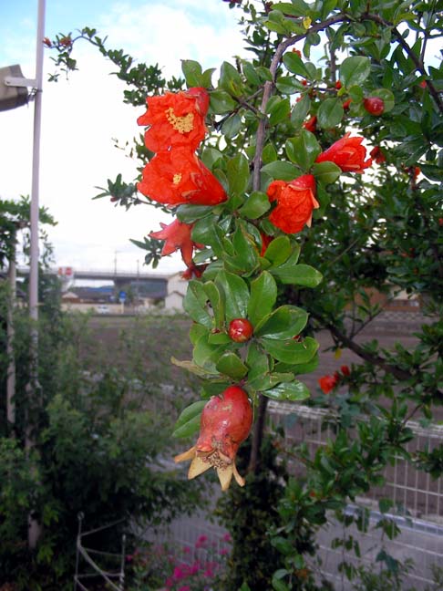 柘榴の花と実 水墨画 海陽町で暮してる日記 柘榴の花と実 水墨画 海陽町で暮してる日記