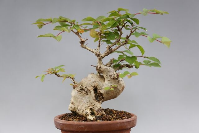 盆栽の始め方 やってみて実感 ハマるほど楽しい これを読んで実践するだけで3日で盆栽マスター アート天国ｊａｐａｎ