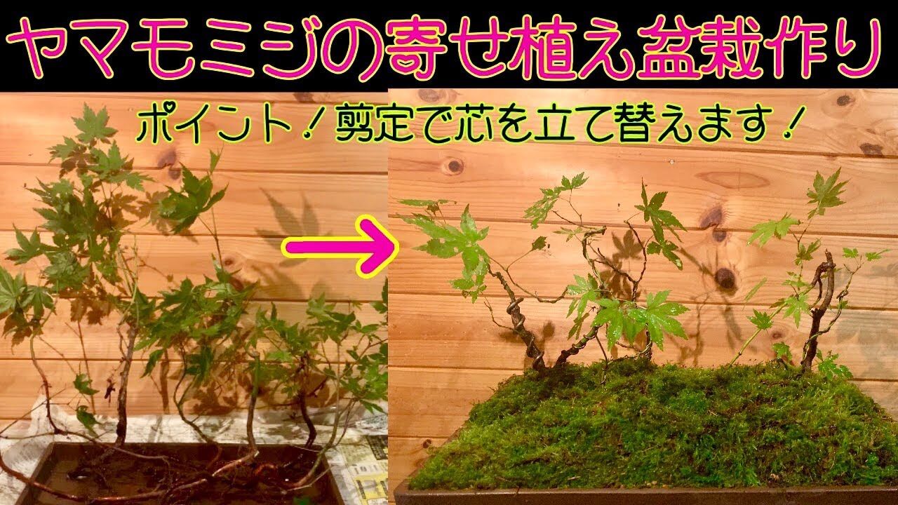 和の心 紅葉盆栽 アート天国japan 和の心 紅葉盆栽 アート天国japan