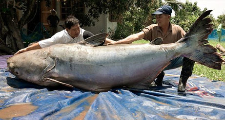 世界最大の淡水魚を釣りに artartart アルタルタルト ブログ 世界最大の淡水魚を釣りに artartart アルタルタルト ブログ