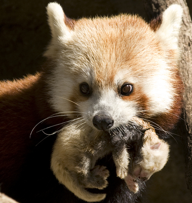 レッサーパンダの赤ちゃん National Zoo Has A New Red Panda Cub 金谷美帆 Diary Miho In Japan
