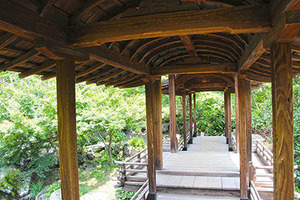 IMG_5438csw