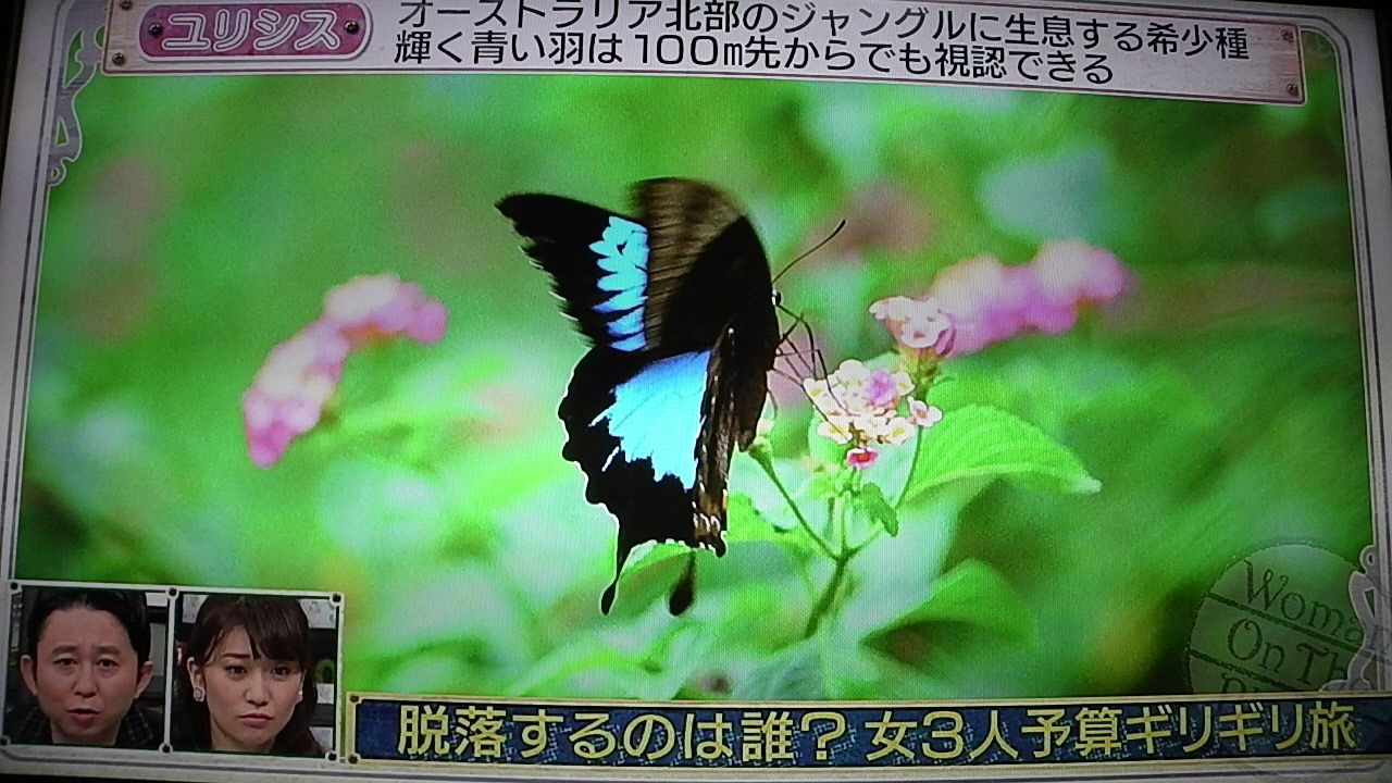 ユリシス 発見も 幸運が訪れたとは 一日一句 詠もせず ユリシス 発見も 幸運が訪れたとは 一日一句 詠もせず