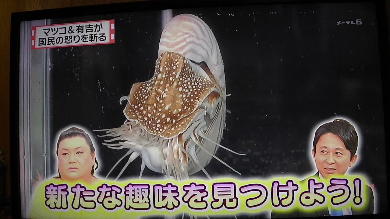 ネットニュースを危惧する 夏目三久の涙に関して 一日一句 詠もせず