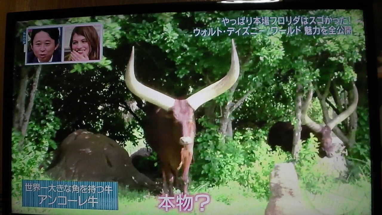 ウォルト ディズニーワールドを楽しむ菊地亜美とマギーその3 一日一句 詠もせず