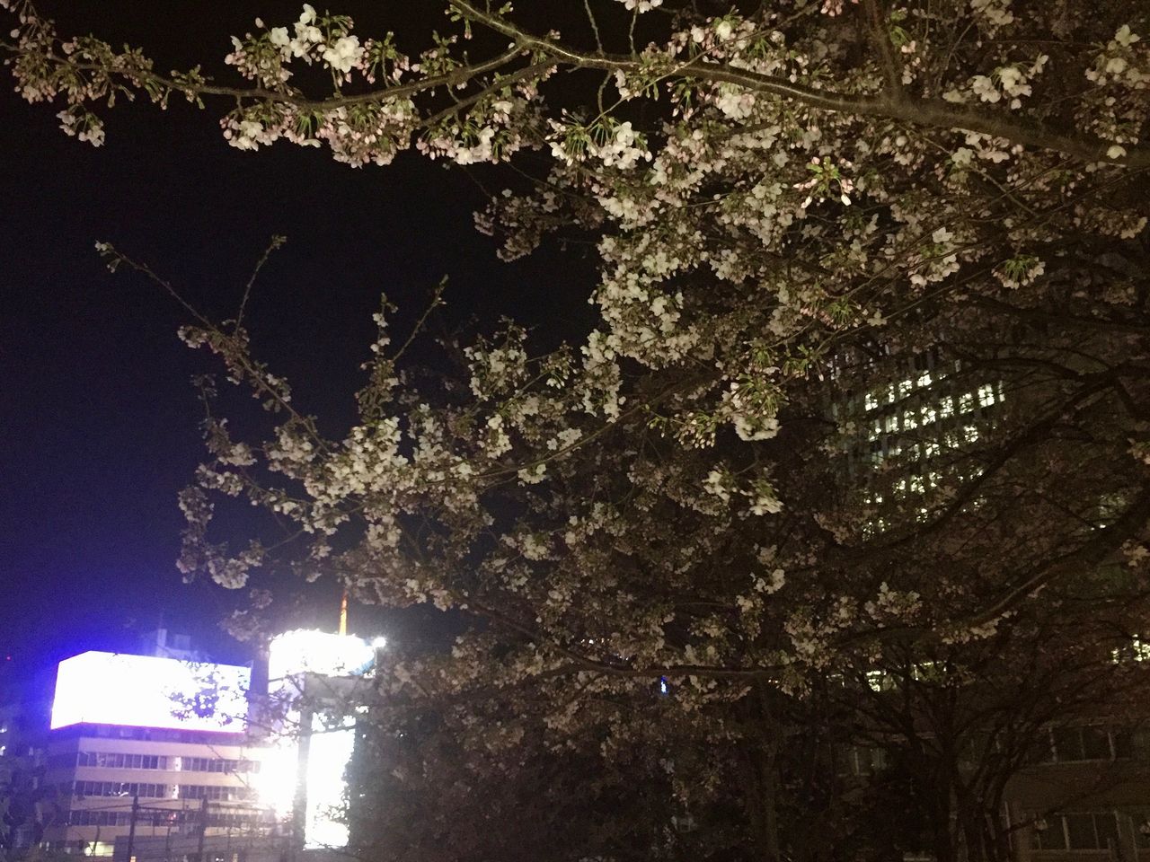 ライオン メリィさんがお花見の頃 Artmania 3のblog