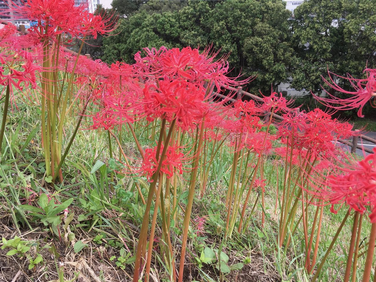 摩訶曼陀羅華曼珠沙華 Artmania 3のblog