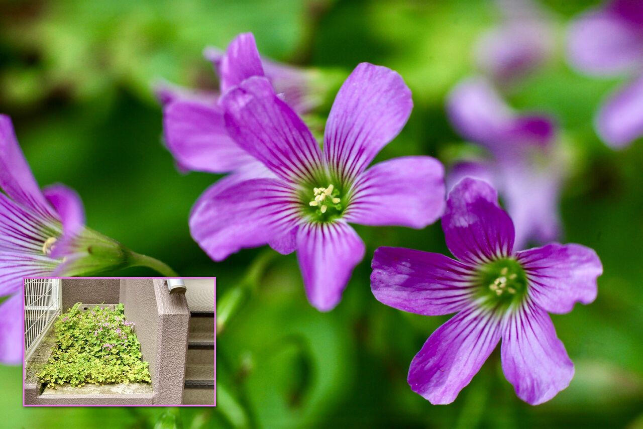 自宅近くに咲くカタバミ Artmania 3のblog