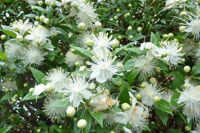 ミルテの花 電脳雑記