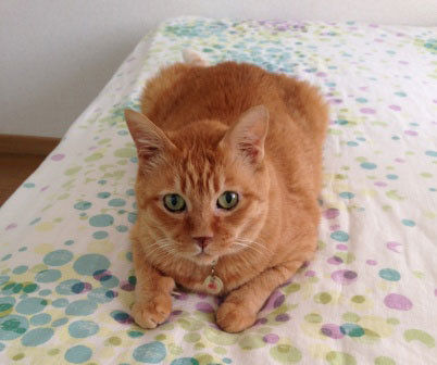 cdbf1ee2d4aa33cea9d441d930deec22