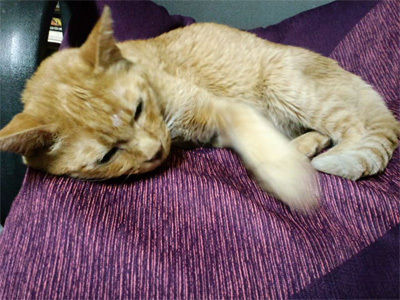 a353a2a540c33ae25d60ab316302311c