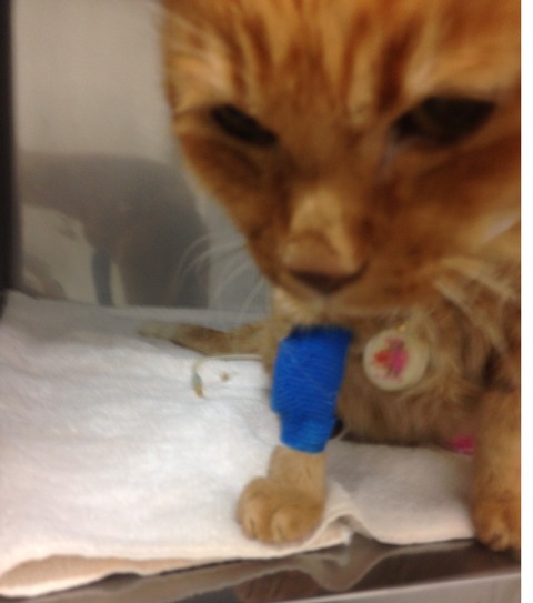 用3737.jpgブログ