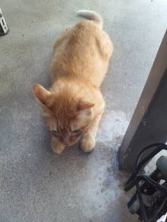 cd35ef94e9c381aa58e64c044cd00f47