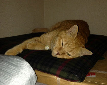 aab1b3a5755a23043cf60d4629ba4501