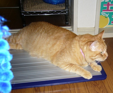 P1000729.jpgブログ用