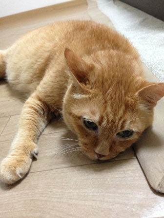 8033d5ced16a024e13a6a2f04ecc185a