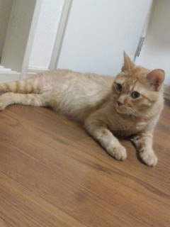 cd308d0dc0e3f31a96050fda50f1bc8a