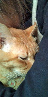 2403259f6c5904375310e83fd9d28341