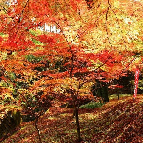 24274410_516739315358560_4375396936644034560_n