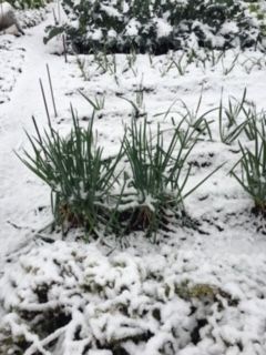 雪 (1)