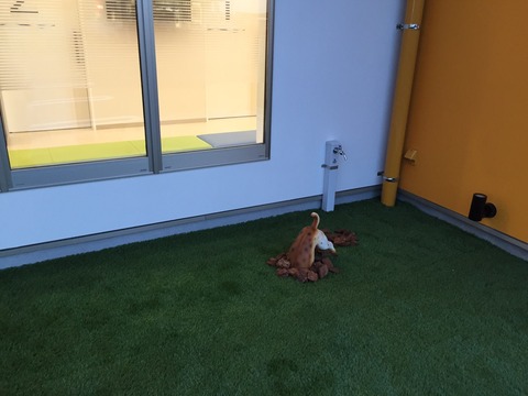 動物のオブジェ