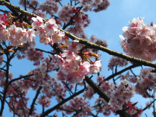 熱海桜と河津桜の違い Yukidarumaの部屋