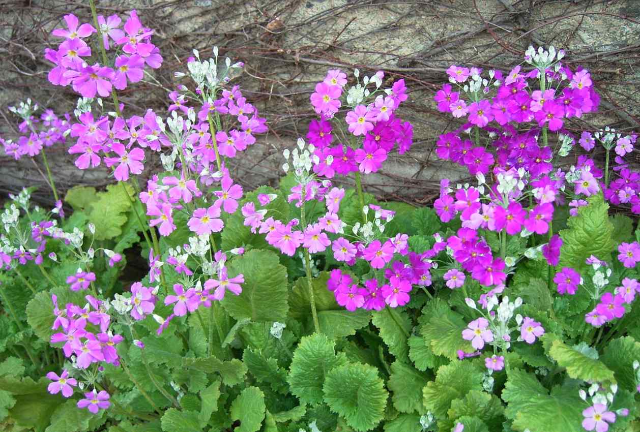 01 13 無垢ジュリアン 明るく澄んで 若々し プリムラ ジュリアン の 暗い年越し 明るくし プリムラの ポリアンタ ハイブリット化が 美の秘密 アルデバランの 夢の星