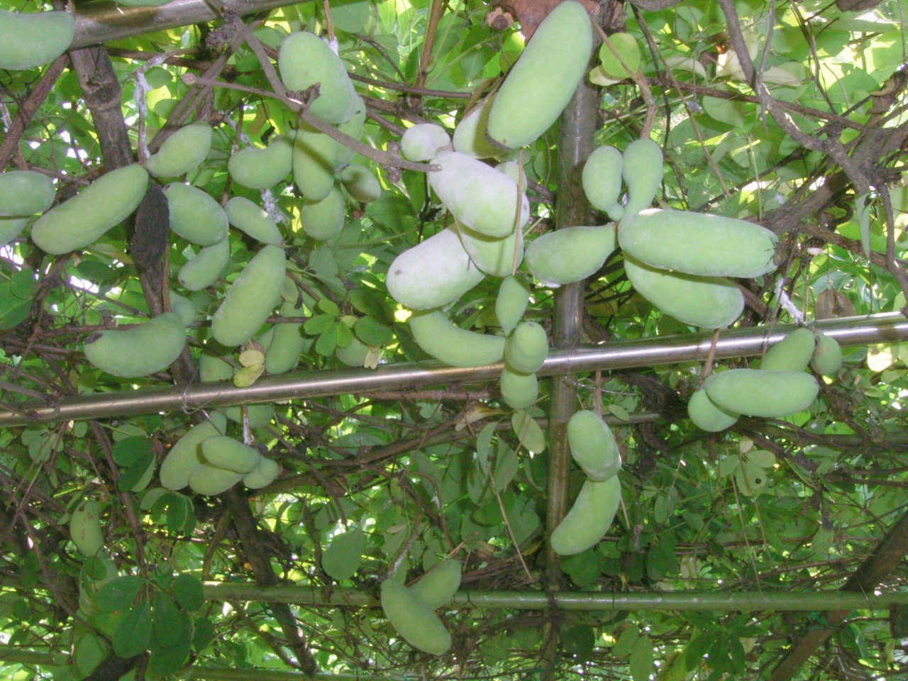 秋晴れに 色づき割れた アケビの実 アケビの実 肥えて葉は空 す き 秋の風 アルデバランの 夢の星