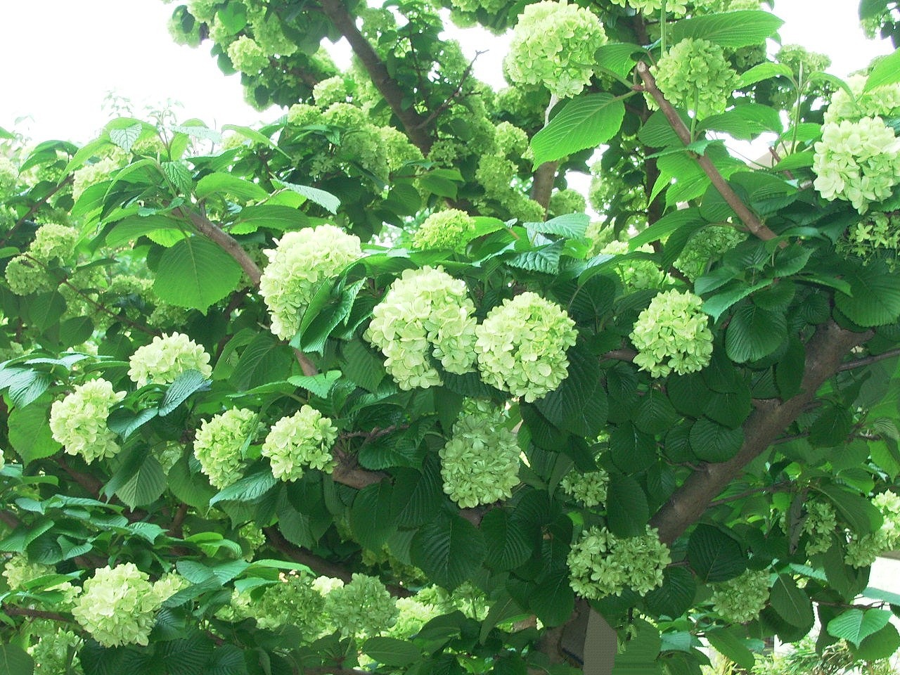 オオデマリ 緑の花の 凄いこと オオデマリ ドレス素敵な 立ち姿 アルデバランの 夢の星 オオデマリ 緑の花の 凄いこと オオデマリ ドレス素敵な 立ち姿 アルデバランの 夢の星